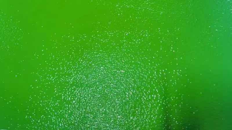 Solvent-free roller-applied self-levelling
